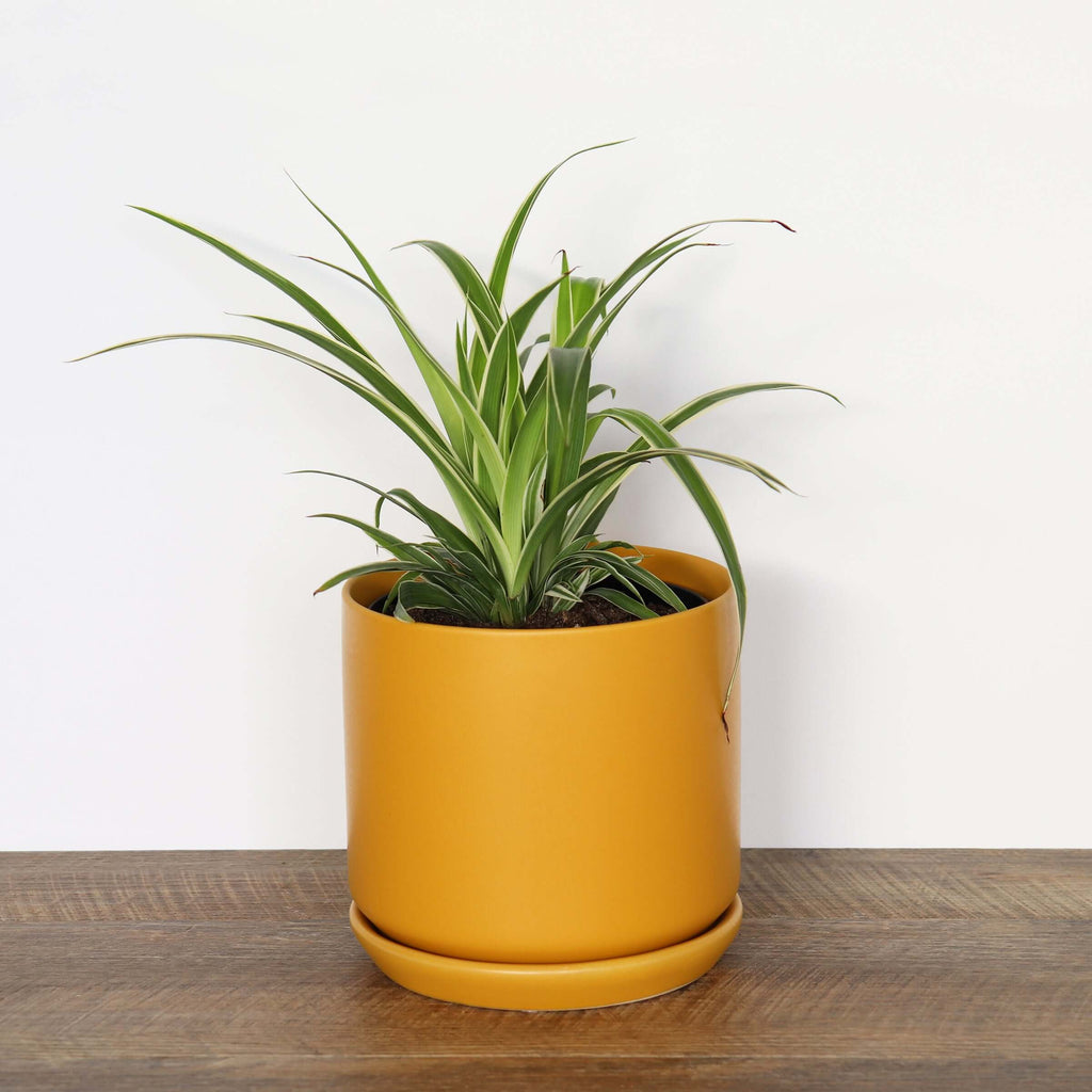 Medium Ochre Pot | Plant Pots | Chalet Boutique - Australia