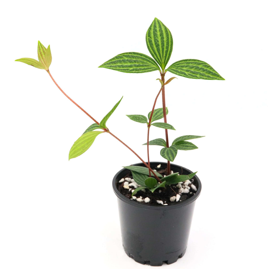 Parallel Peperomia 'Peperomia Puteolata' | Indoor Plant | Chalet Boutique - Australia
