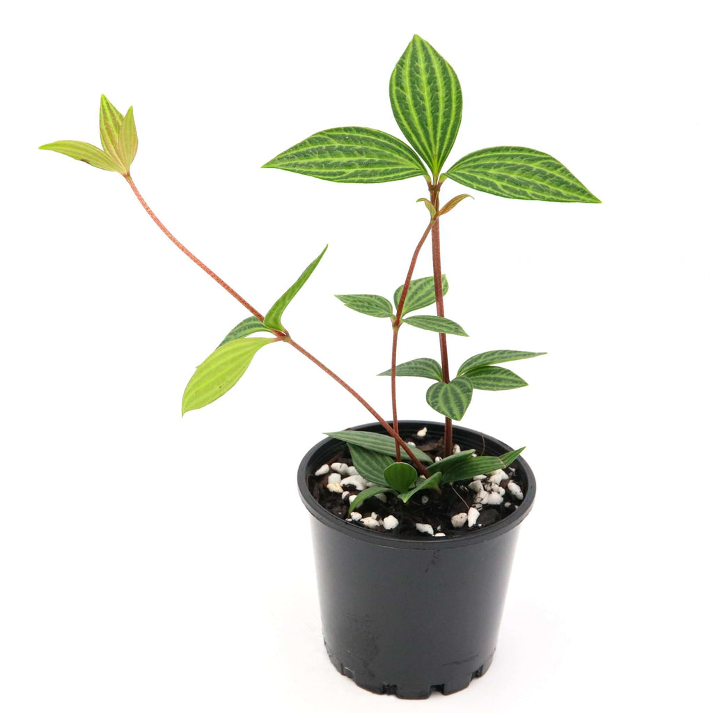 Parallel Peperomia 'Peperomia Puteolata' | Indoor Plant | Chalet Boutique - Australia
