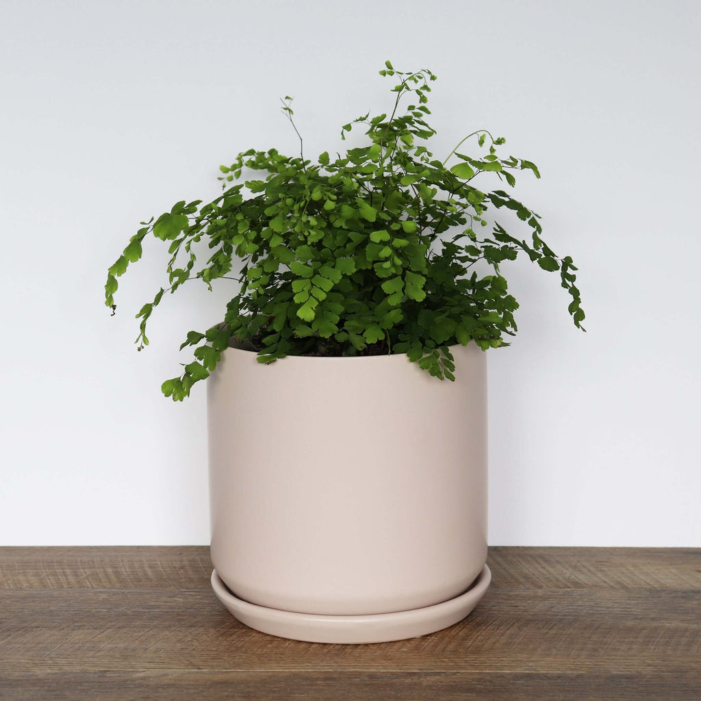 Large Ceramic Parchment Pot | Plant Pots | Chalet Boutique - Australia