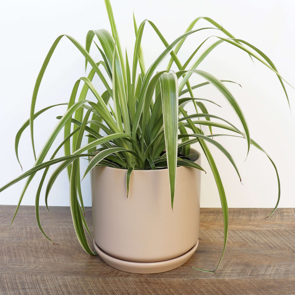 Medium Parchment Pot | Plant Pots | Chalet Boutique - Australia