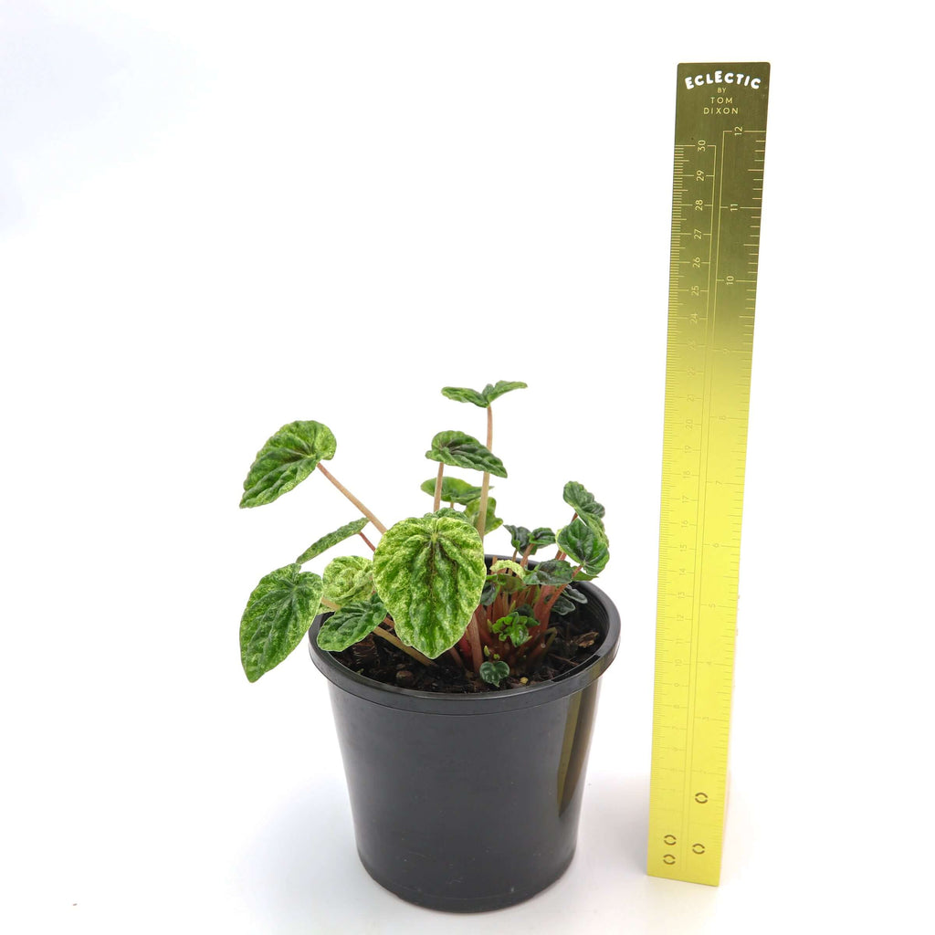 Peperomia Caperata Variegata | Indoor Plant | Chalet Boutique - Australia