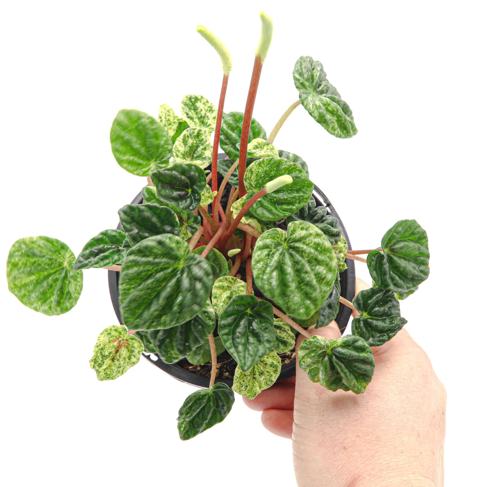 Peperomia Caperata Variegata