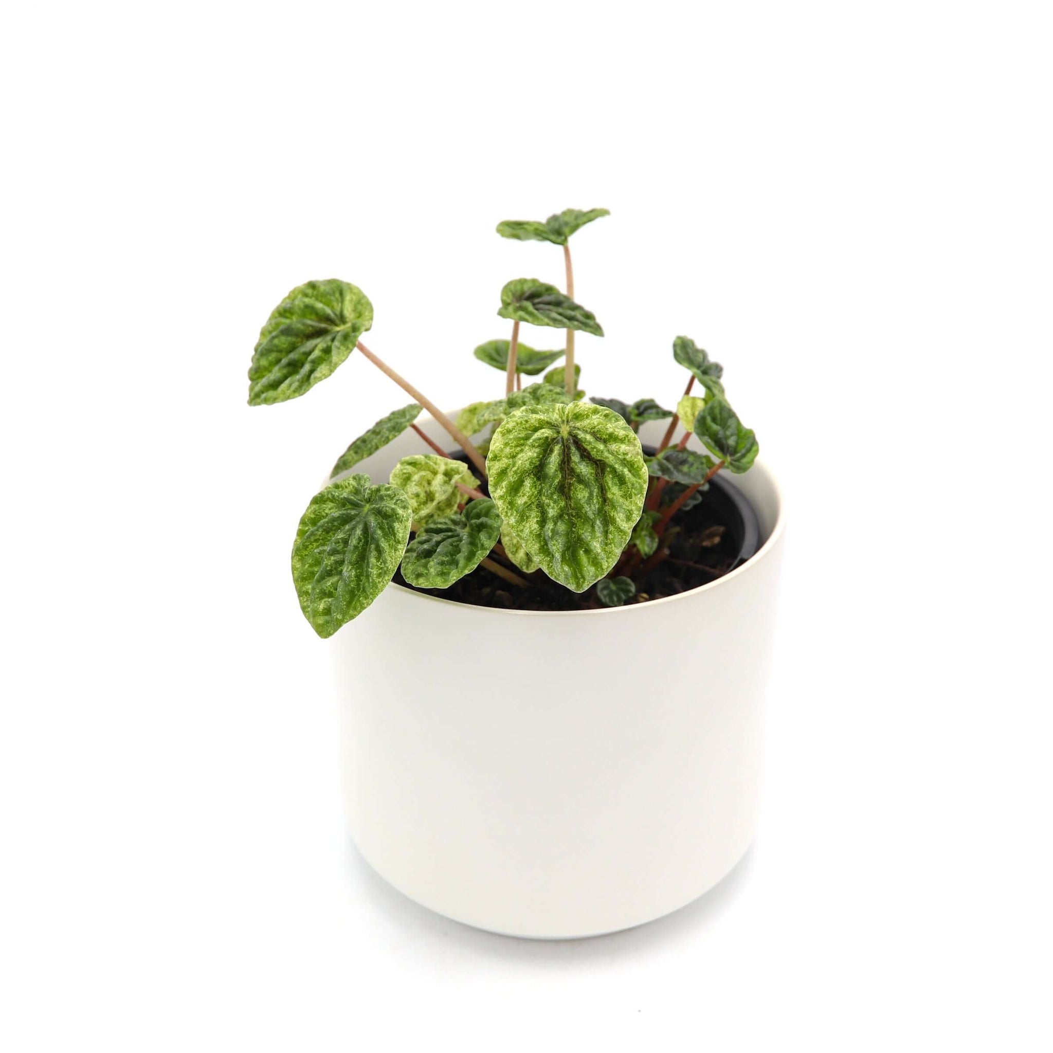 Peperomia Caperata Variegata