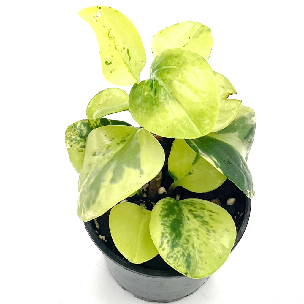 Peperomia Obtusifolia Marble | Indoor Plant | Chalet Boutique - Australia