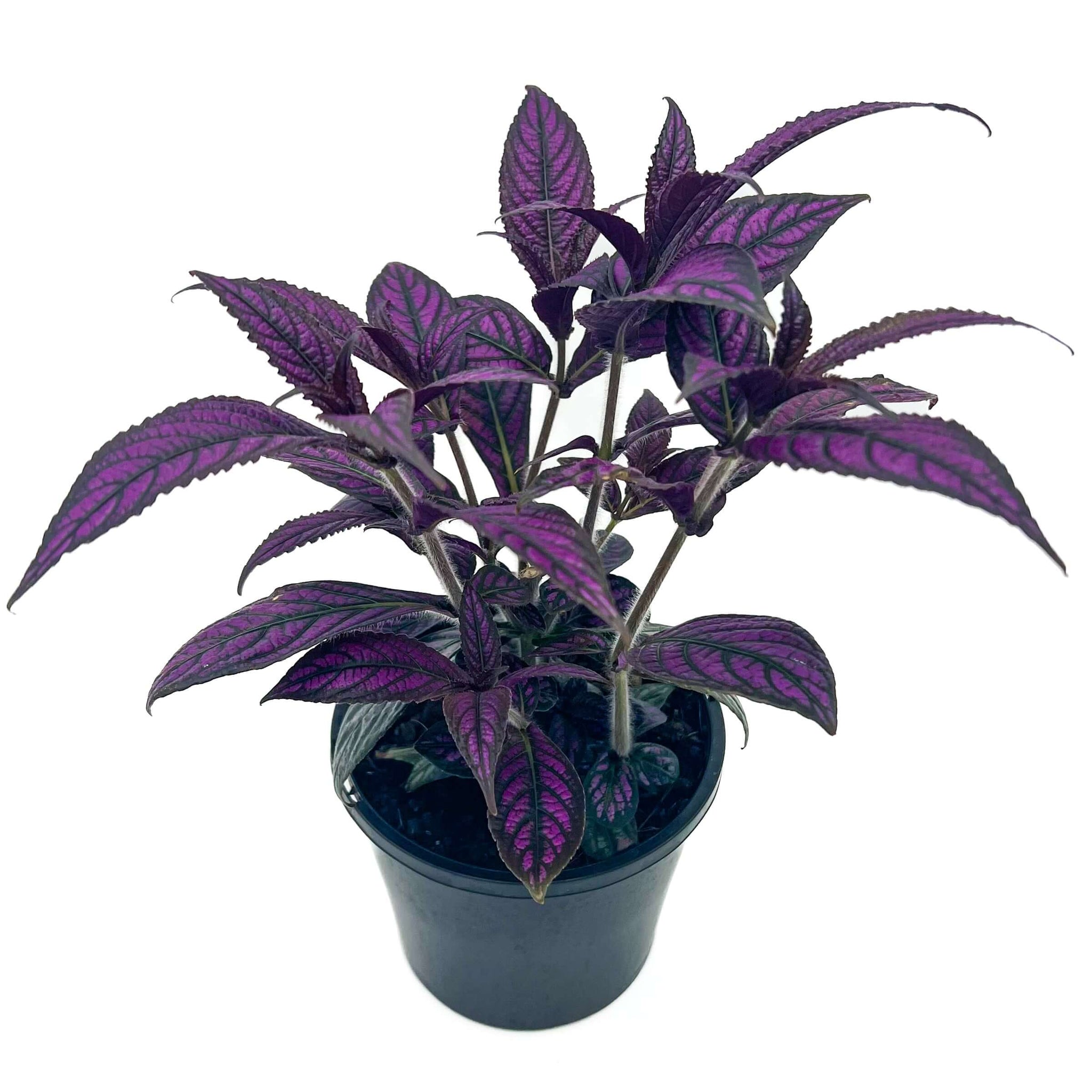 Buy Strobilanthes 'Persian Shield'