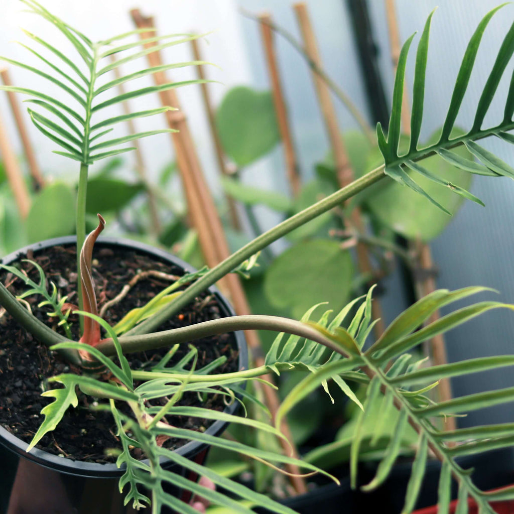 Philodendron Tortum | Indoor Plant | Chalet Boutique - Australia