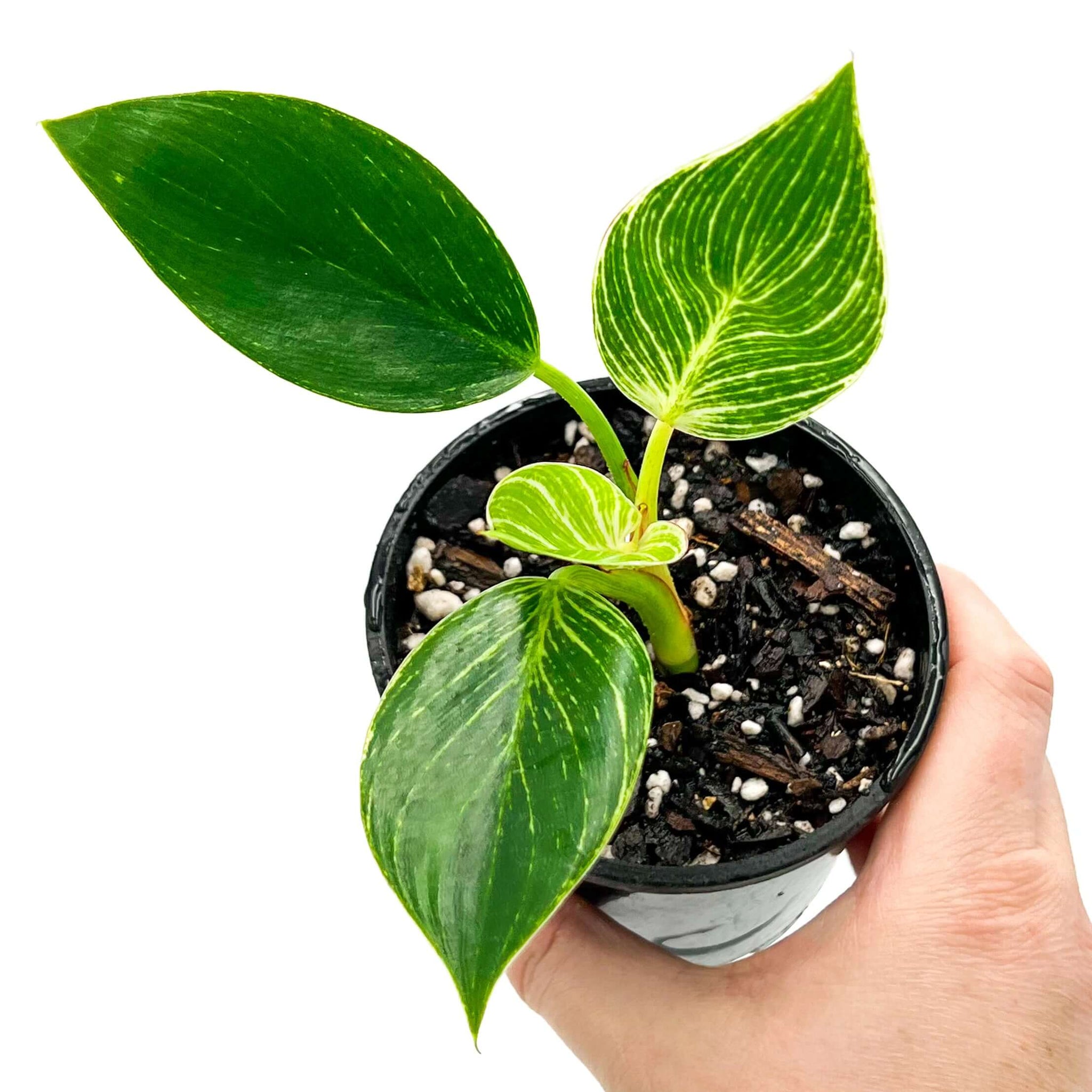 Philodendron Birkin - Rare Indoor Plant Australia