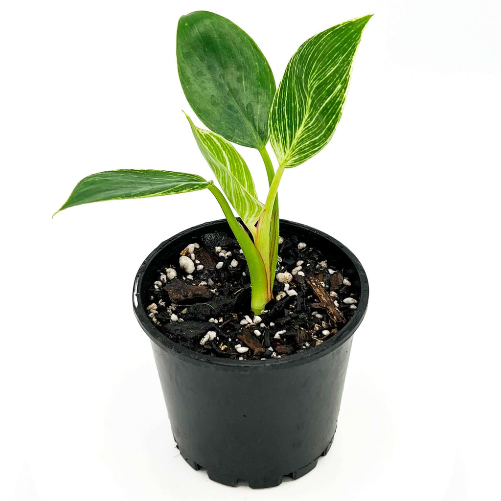 Philodendron Birkin | Indoor Plant | Chalet Boutique - Australia
