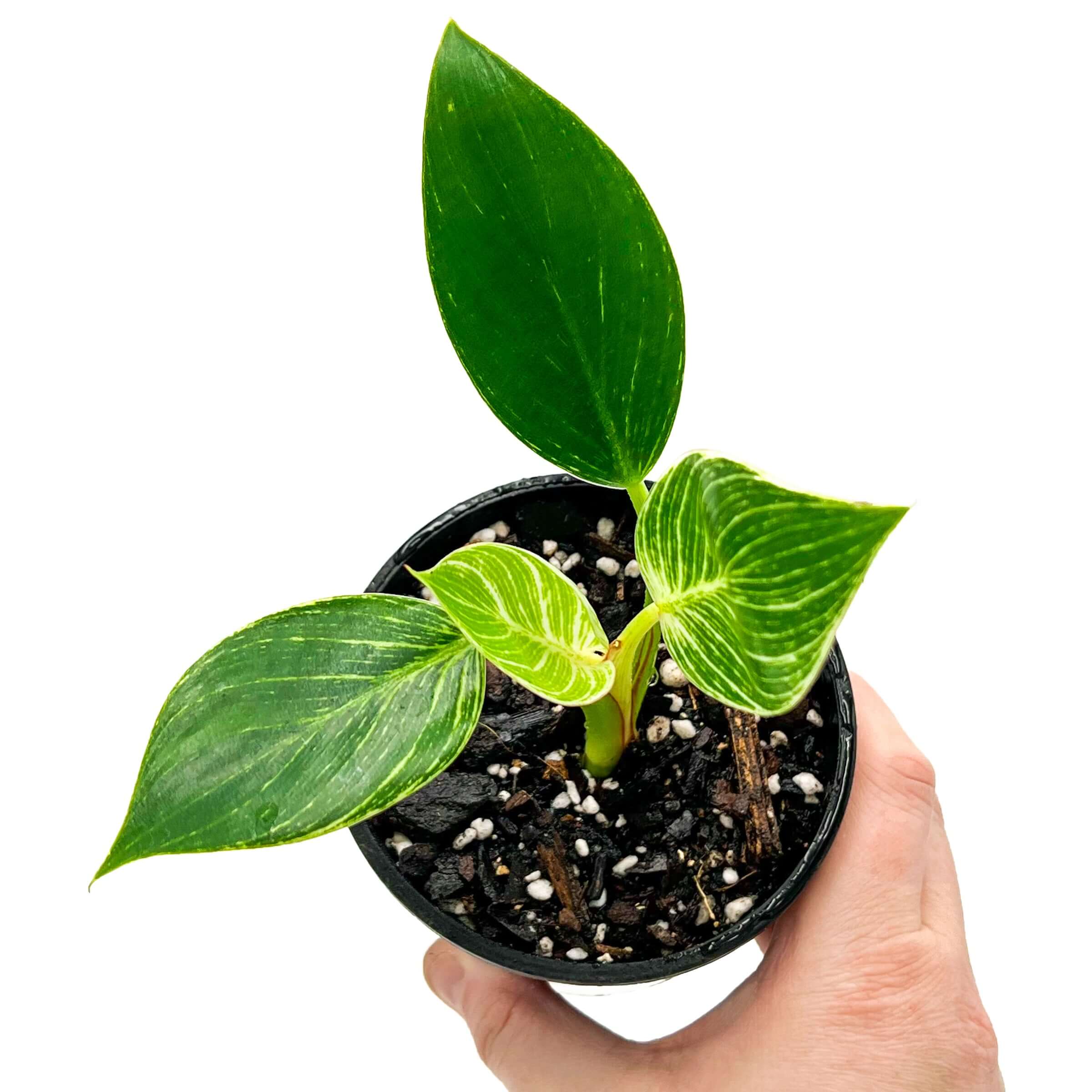 philodendron for sale australia Philodendron Birkin