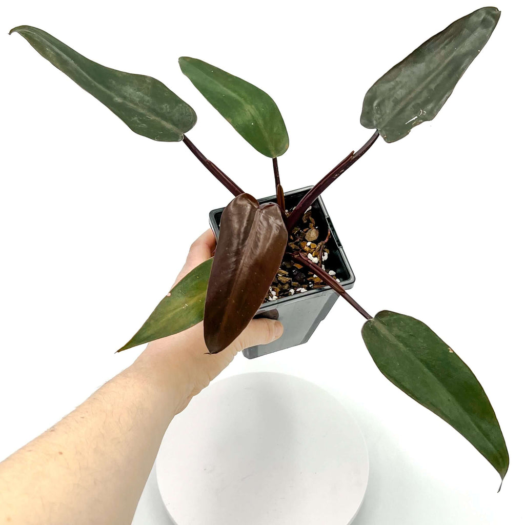 Philodendron Black Knight | Indoor Plant | Chalet Boutique - Australia