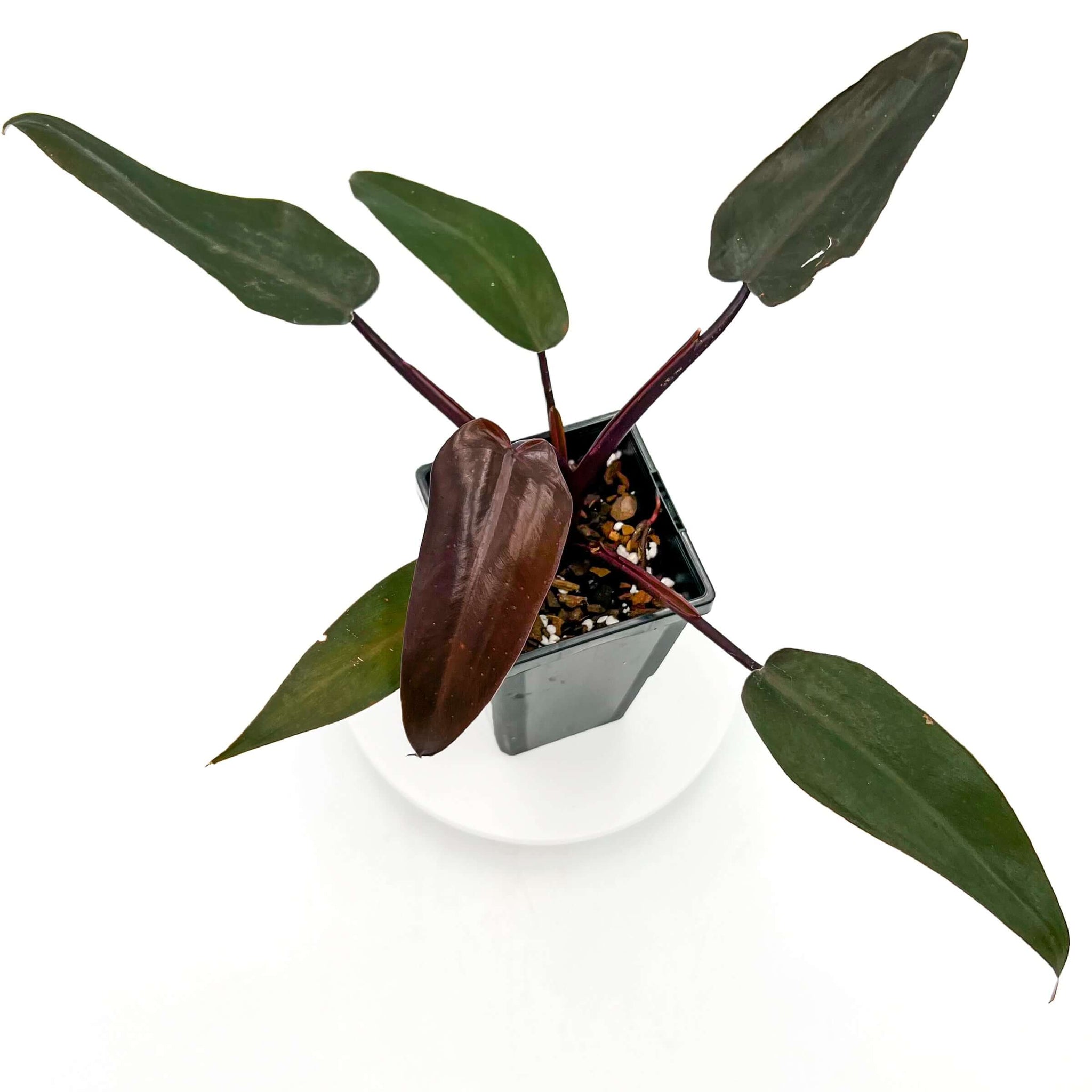 philodendron black knight care Philodendron Black Knight
