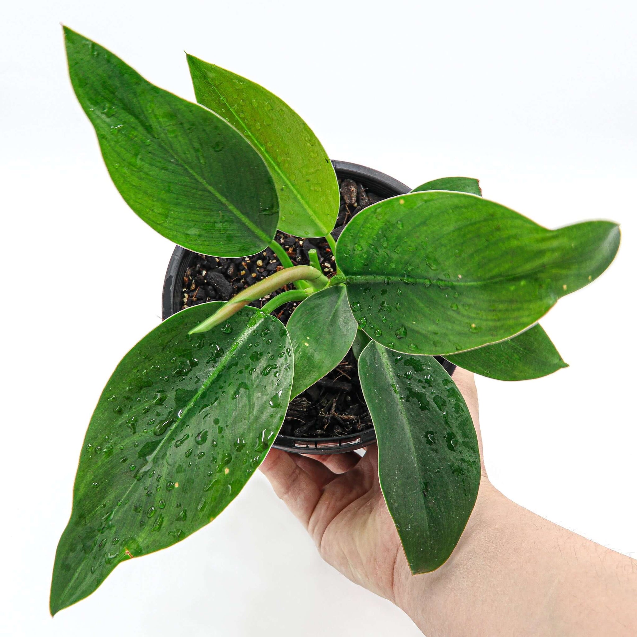 philodendron emerald congo Buy Rare Philodendron Congo Online