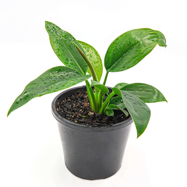 philodendron congo verde Buy Rare Philodendron Congo Online