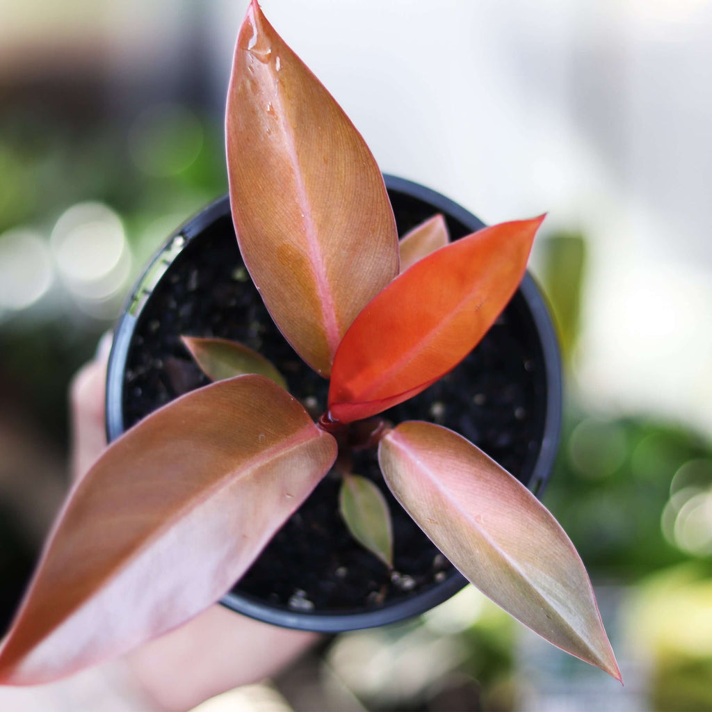 Philodendron Jessica | Indoor Plant | Chalet Boutique - Australia