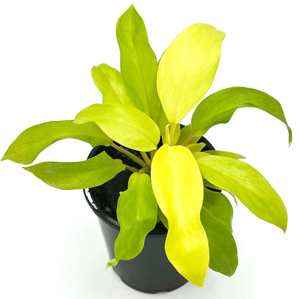 golden goddess philodendron scientific name Philodendron Domesticum 'Golden Goddess'