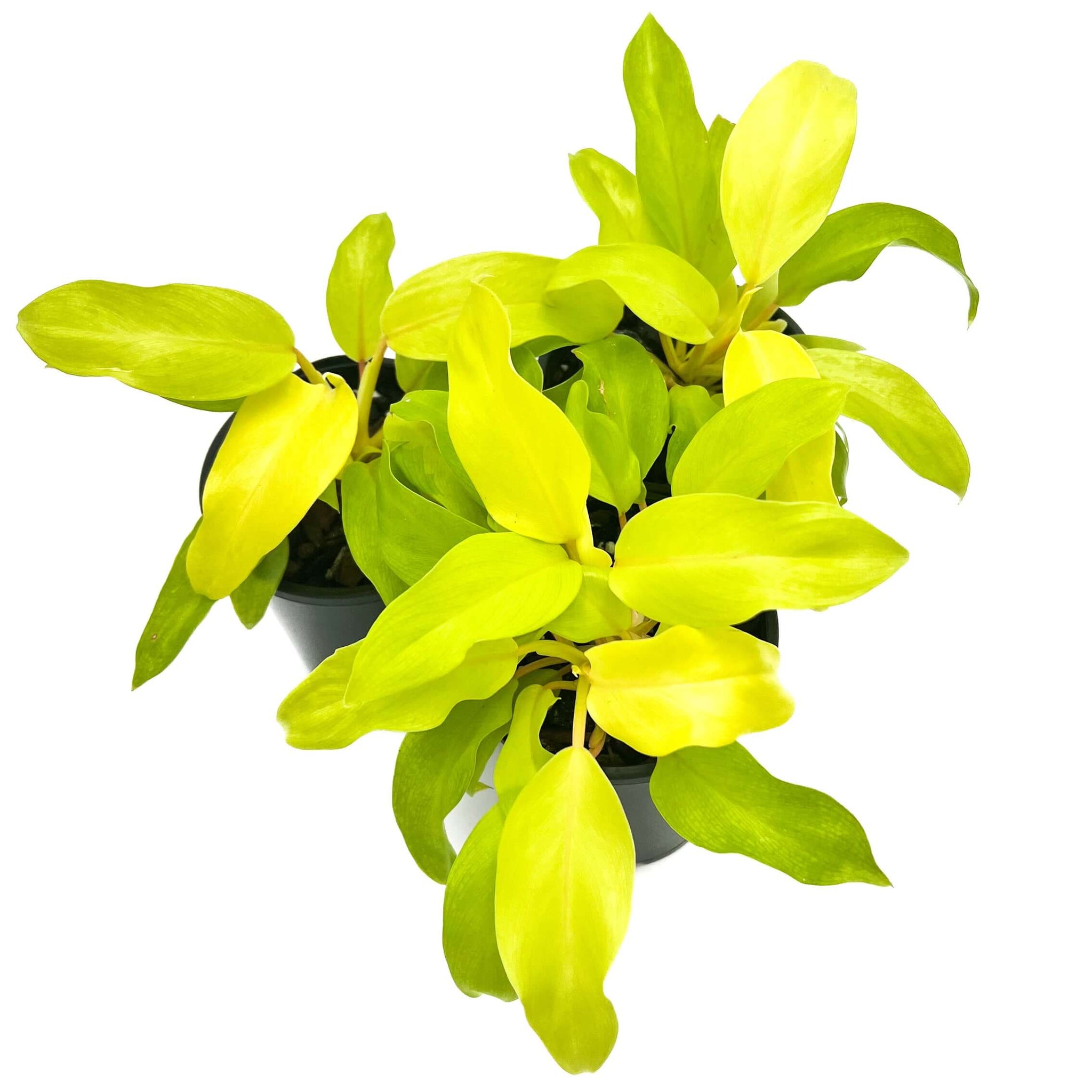 philodendron ceylon gold vs lemon lime Philodendron Domesticum 'Golden Goddess'