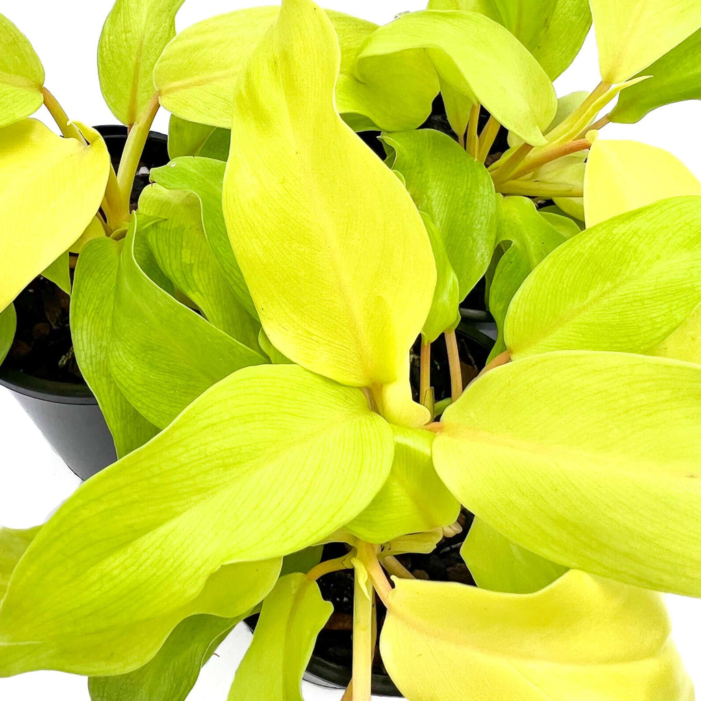 Philodendron Domesticum 'Golden Goddess' | Indoor Plant | Chalet Boutique - Australia