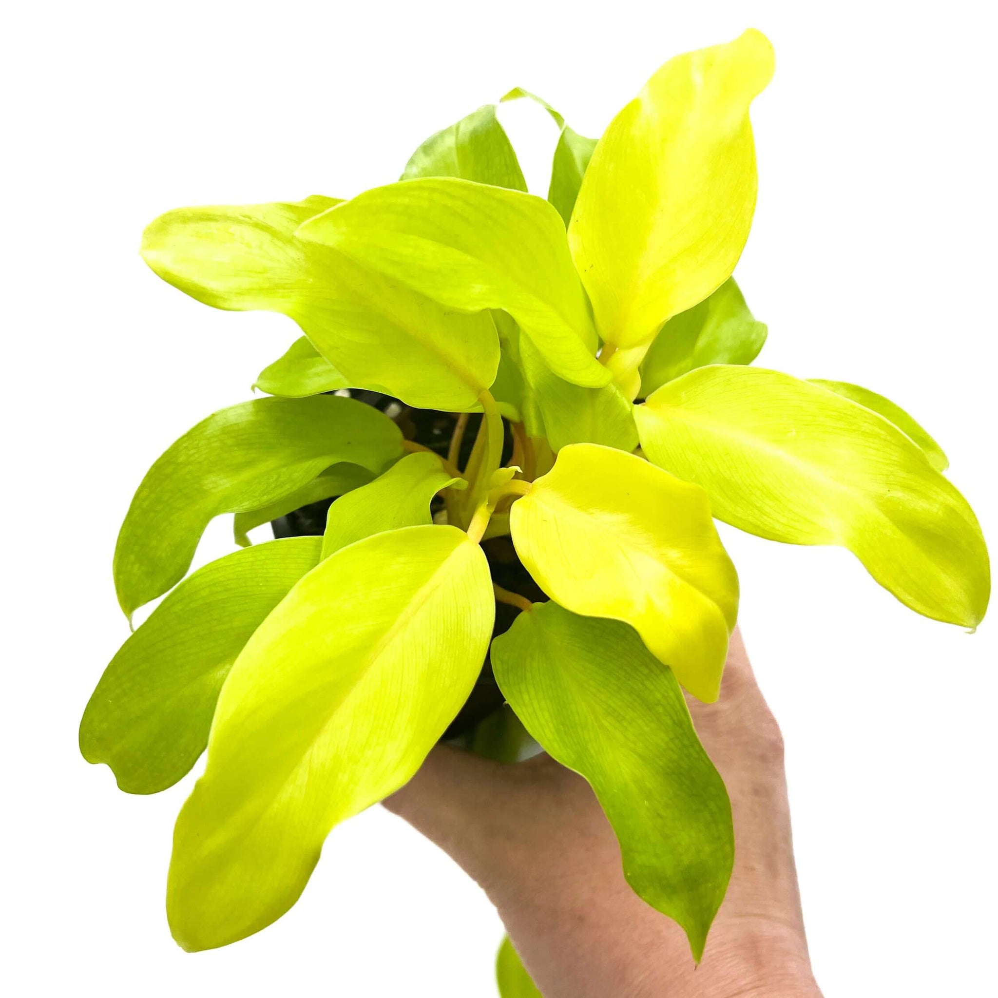 philodendron malay gold vs lemon lime Philodendron Domesticum 'Golden Goddess'
