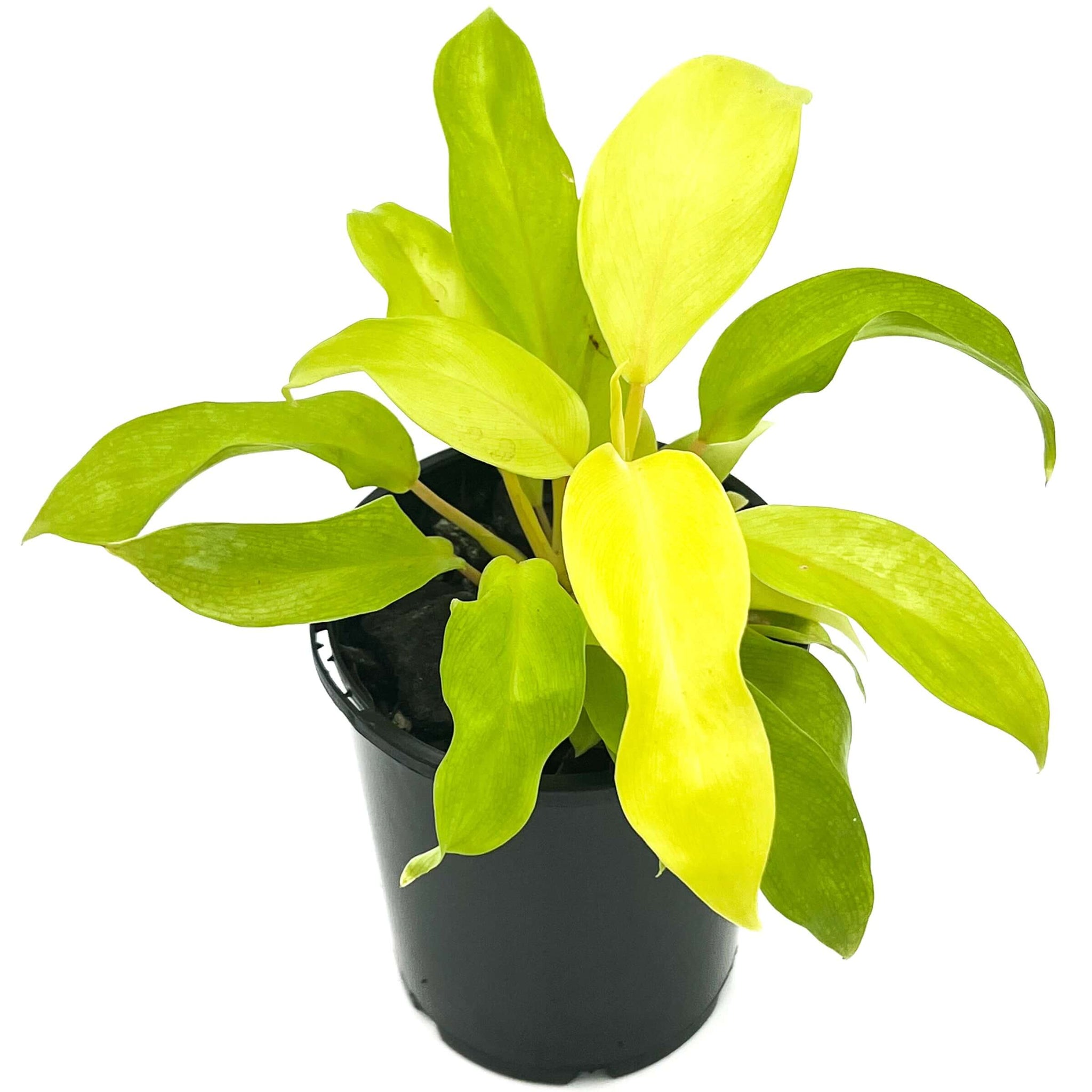 philodendron domesticum lemon lime Philodendron Domesticum 'Golden Goddess'