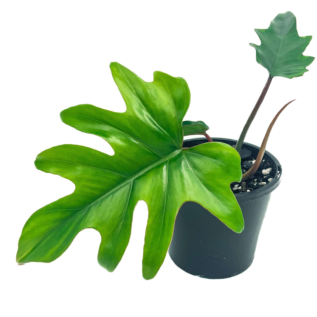 Philodendron Mayoi 'Tahiti' | Indoor Plant | Chalet Boutique - Australia
