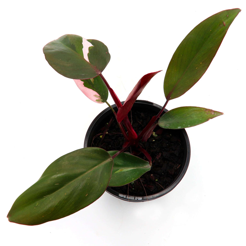Philodendron Pink Princess | Indoor Plant | Chalet Boutique - Australia