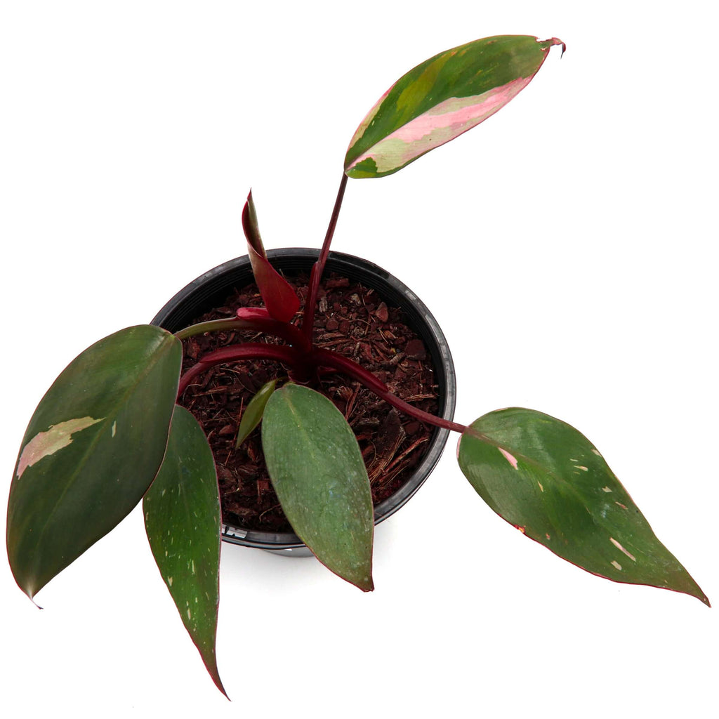 Philodendron Pink Princess | Indoor Plant | Chalet Boutique - Australia