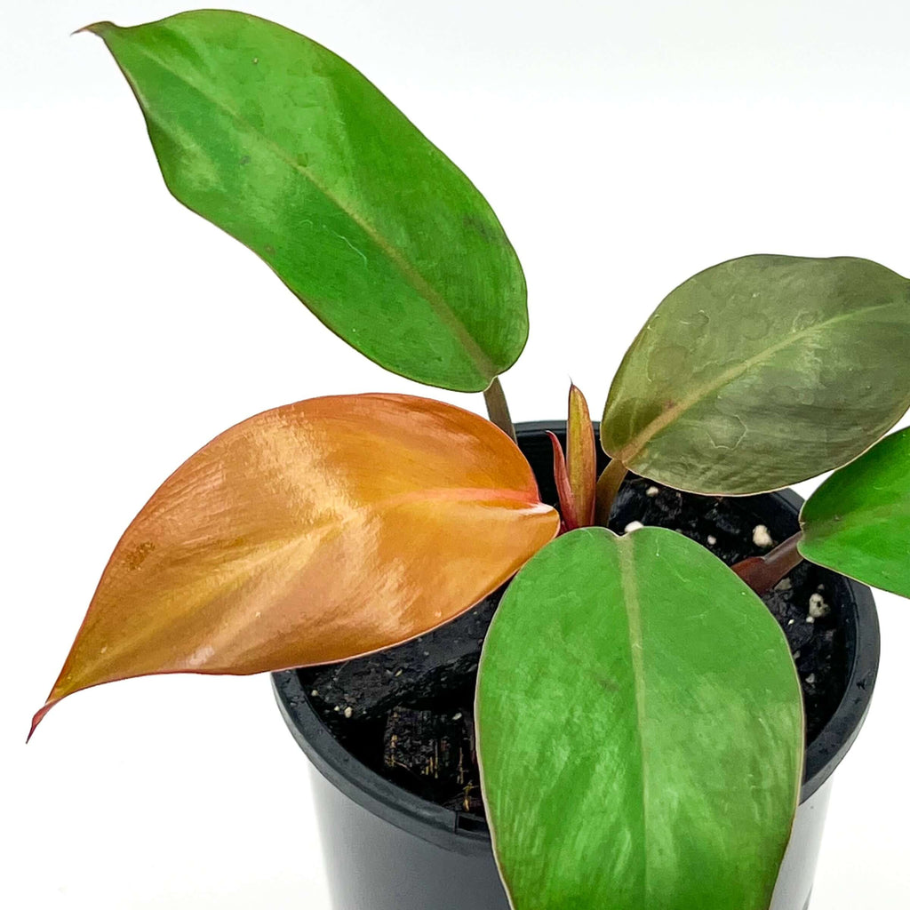 Philodendron Prince of Orange | Indoor Plant | Chalet Boutique - Australia