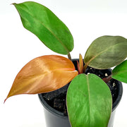 Philodendron Prince of Orange with copper and green leaves in a nursery pot, rare indoor plant for sale. Chalet Boutique, Australia.