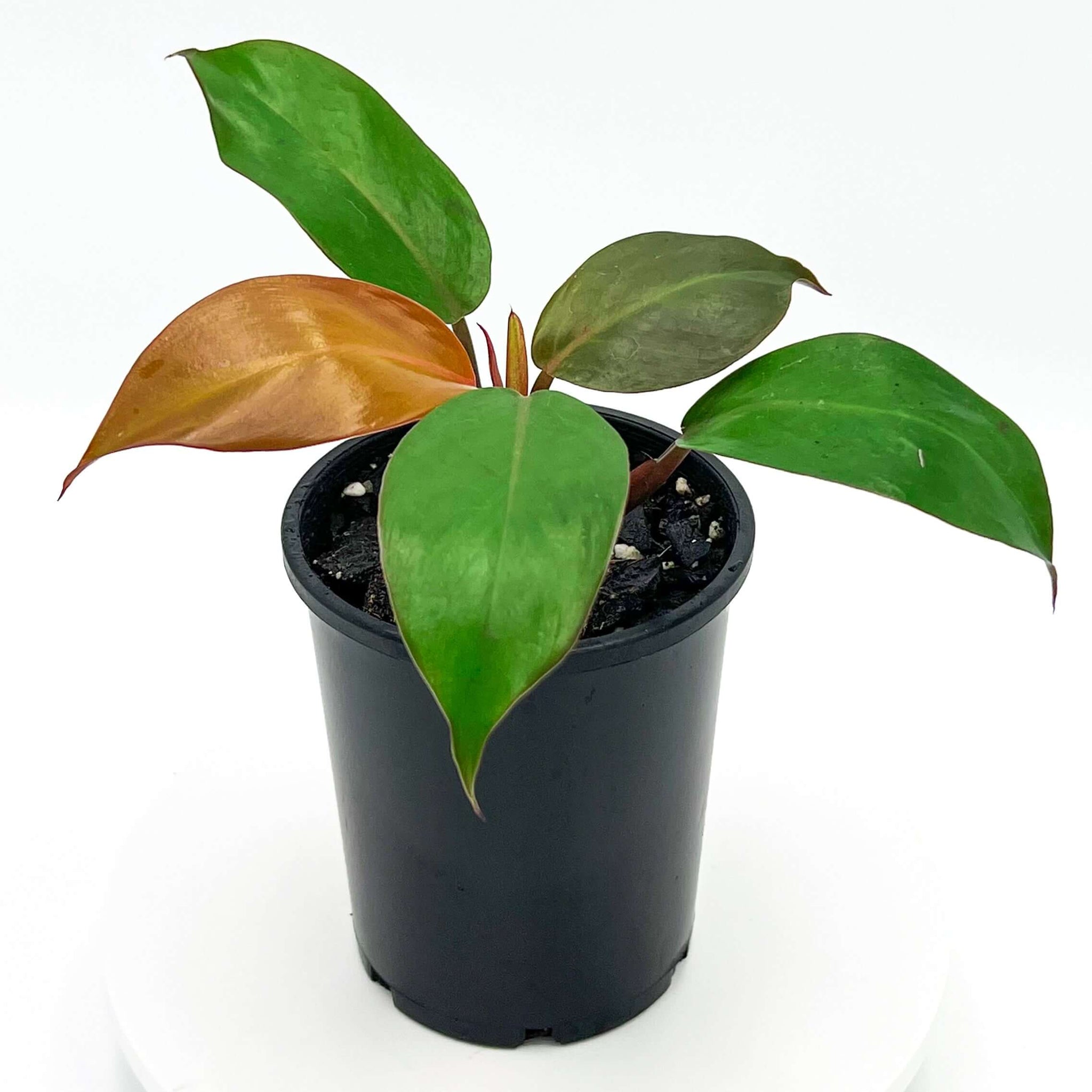 philodendron emerald prince Philodendron Prince of Orange