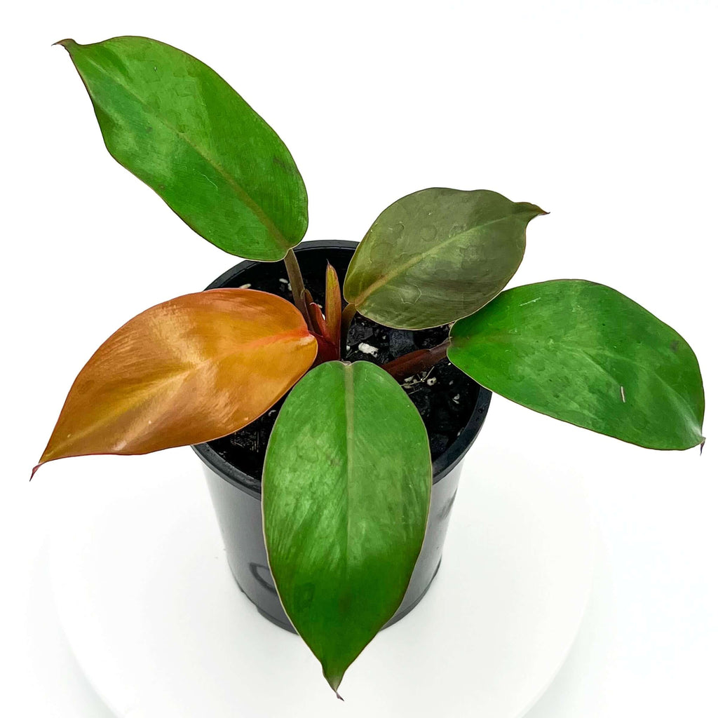 Philodendron Prince of Orange | Indoor Plant | Chalet Boutique - Australia