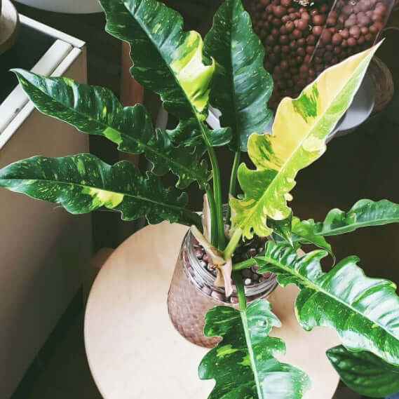 rare philodendron australia Rare Philodendron Ring of Fire