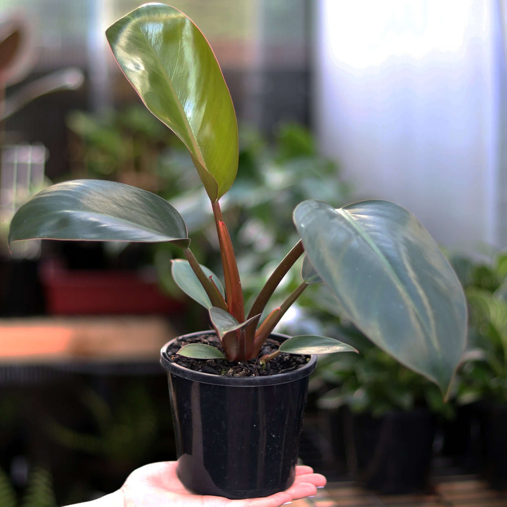 Philodendron Red Princess | Indoor Plant | Chalet Boutique - Australia
