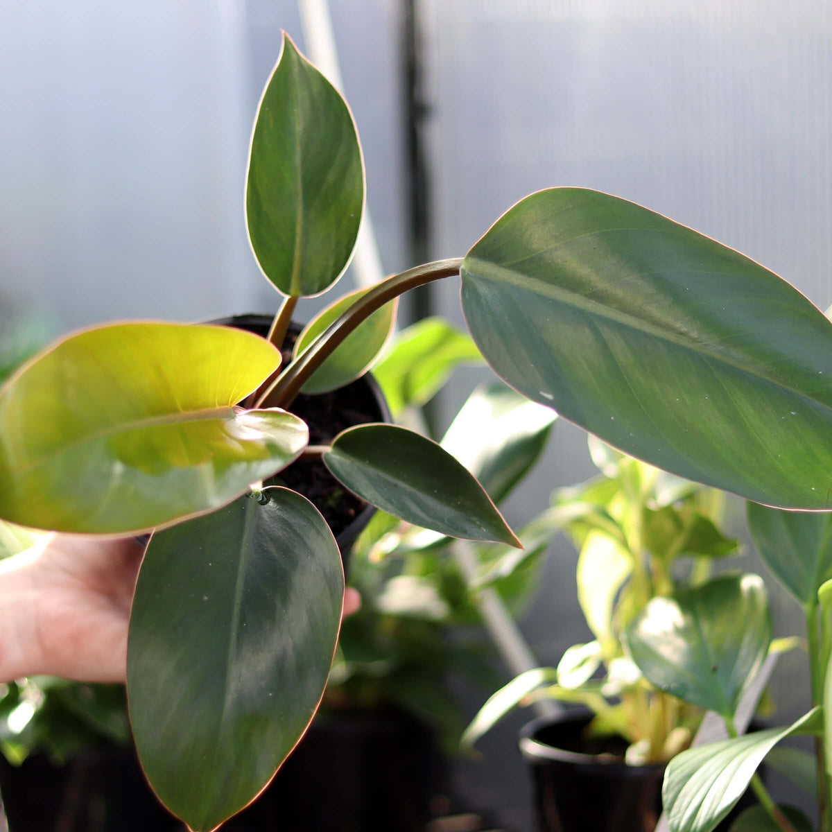 Philodendron Red Princess - Chalet Boutique, Australia