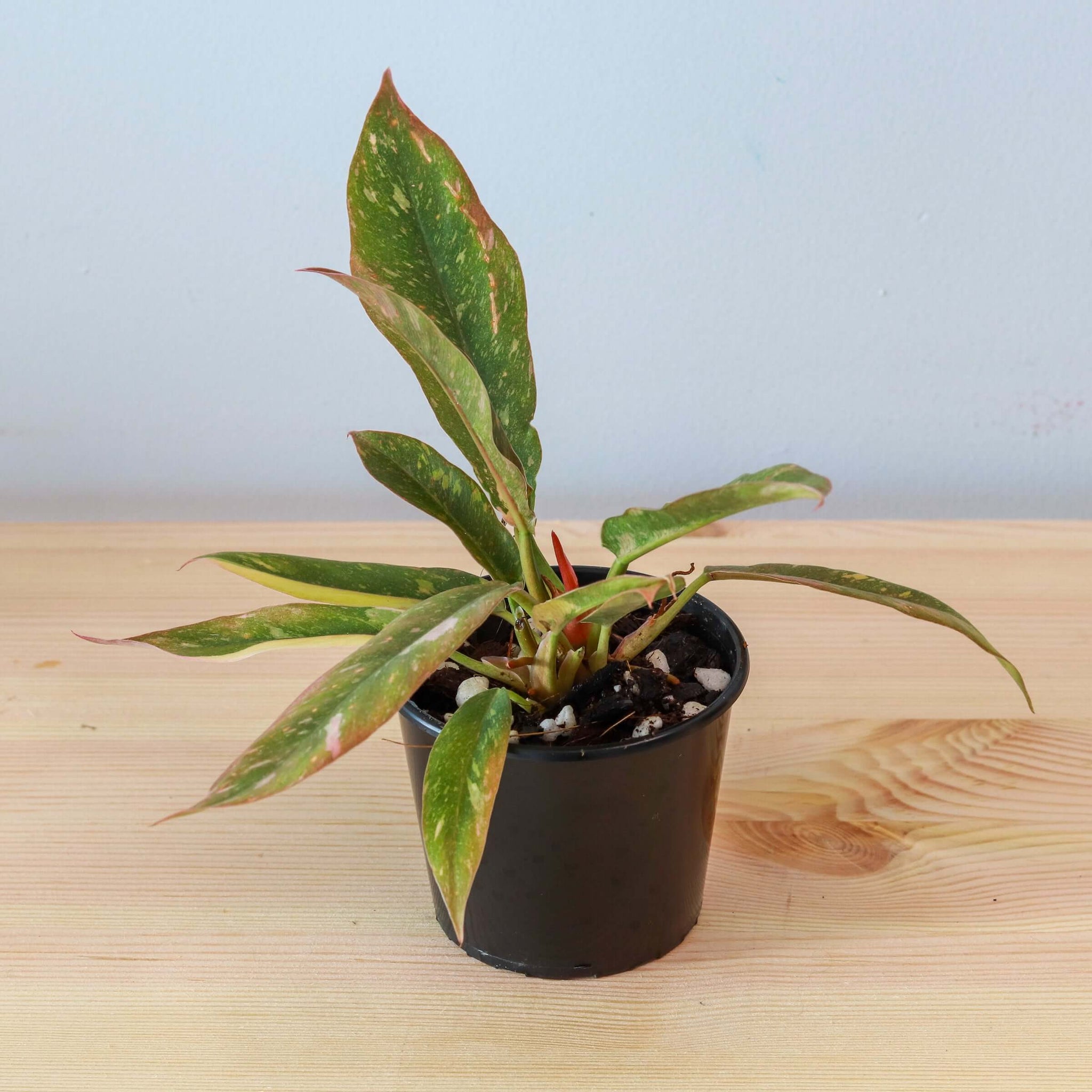 rare philodendron australia Rare Philodendron Ring of Fire