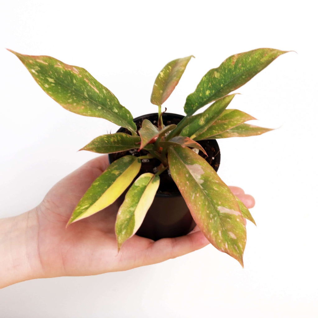 Philodendron Ring of Fire (Rare) | Indoor Plant | Chalet Boutique - Australia