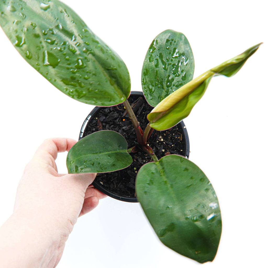 Philodendron Rojo Congo | Indoor Plant | Chalet Boutique - Australia