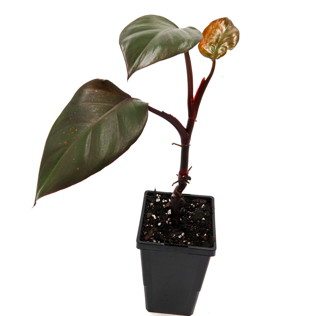 Philodendron Royal Queen | Indoor Plant | Chalet Boutique - Australia