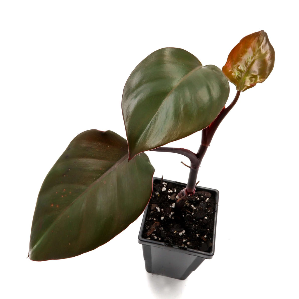 Philodendron Royal Queen | Indoor Plant | Chalet Boutique - Australia