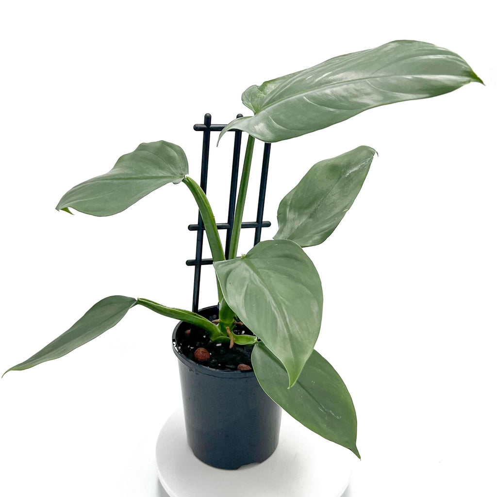 Philodendron Silver Sword | Indoor Plant | Chalet Boutique - Australia