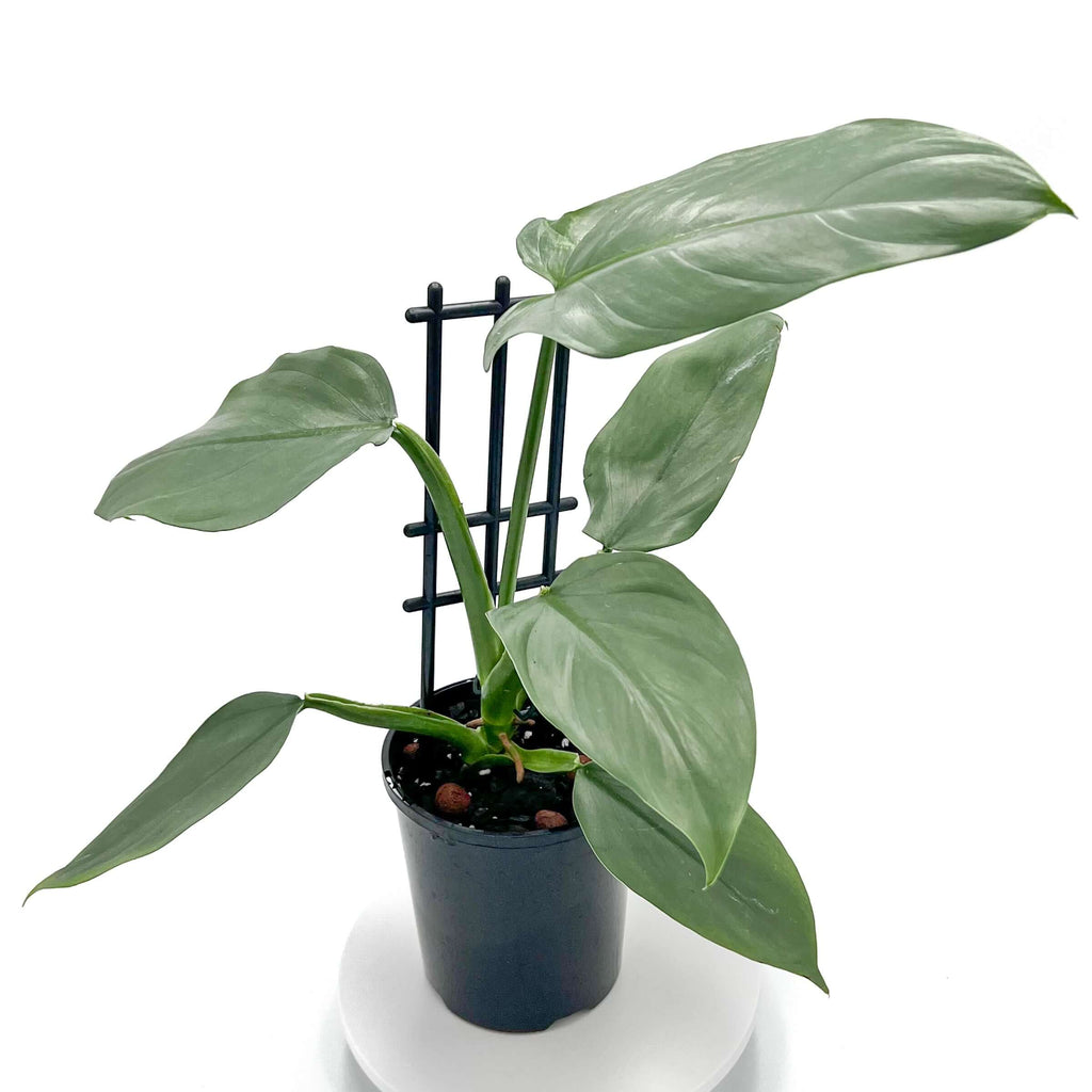 Philodendron Silver Sword | Indoor Plant | Chalet Boutique - Australia