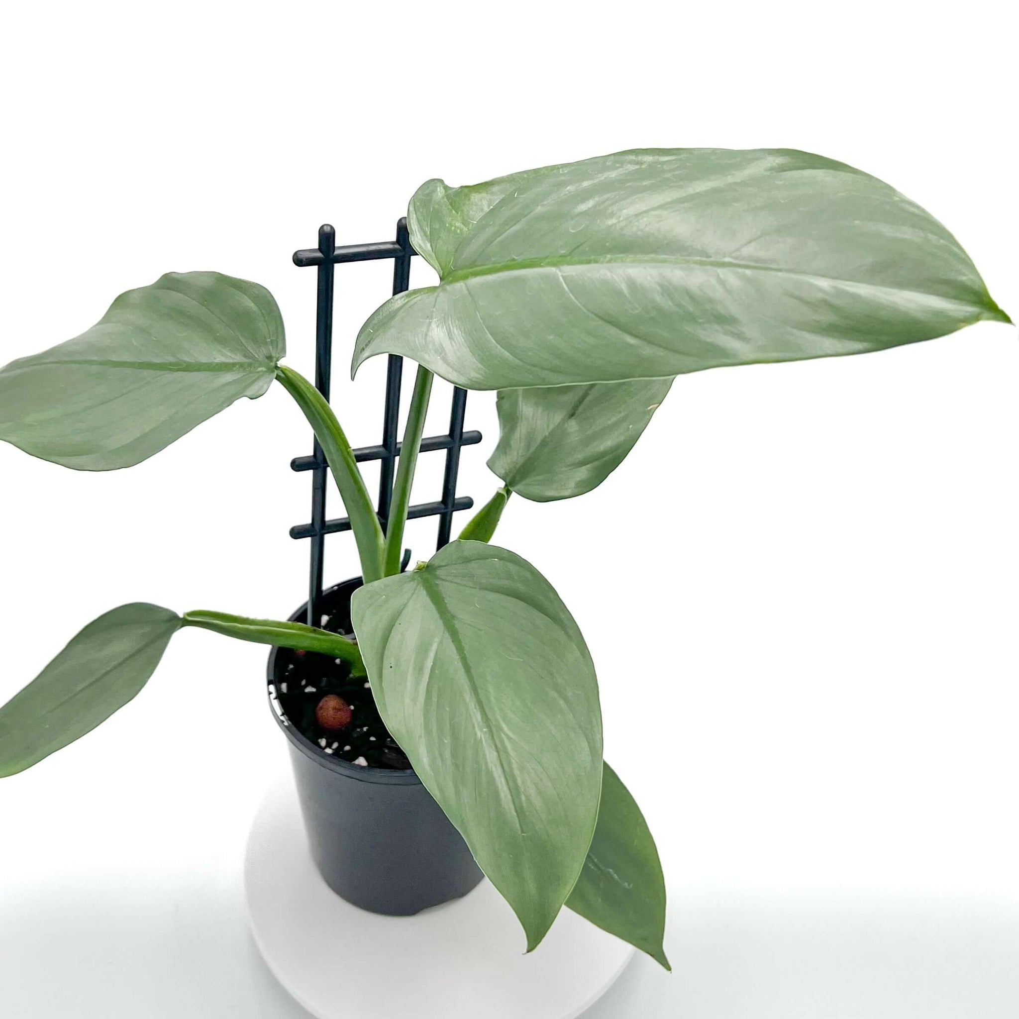philodendron silver sword totem Philodendron hastatum 'Silver Sword'