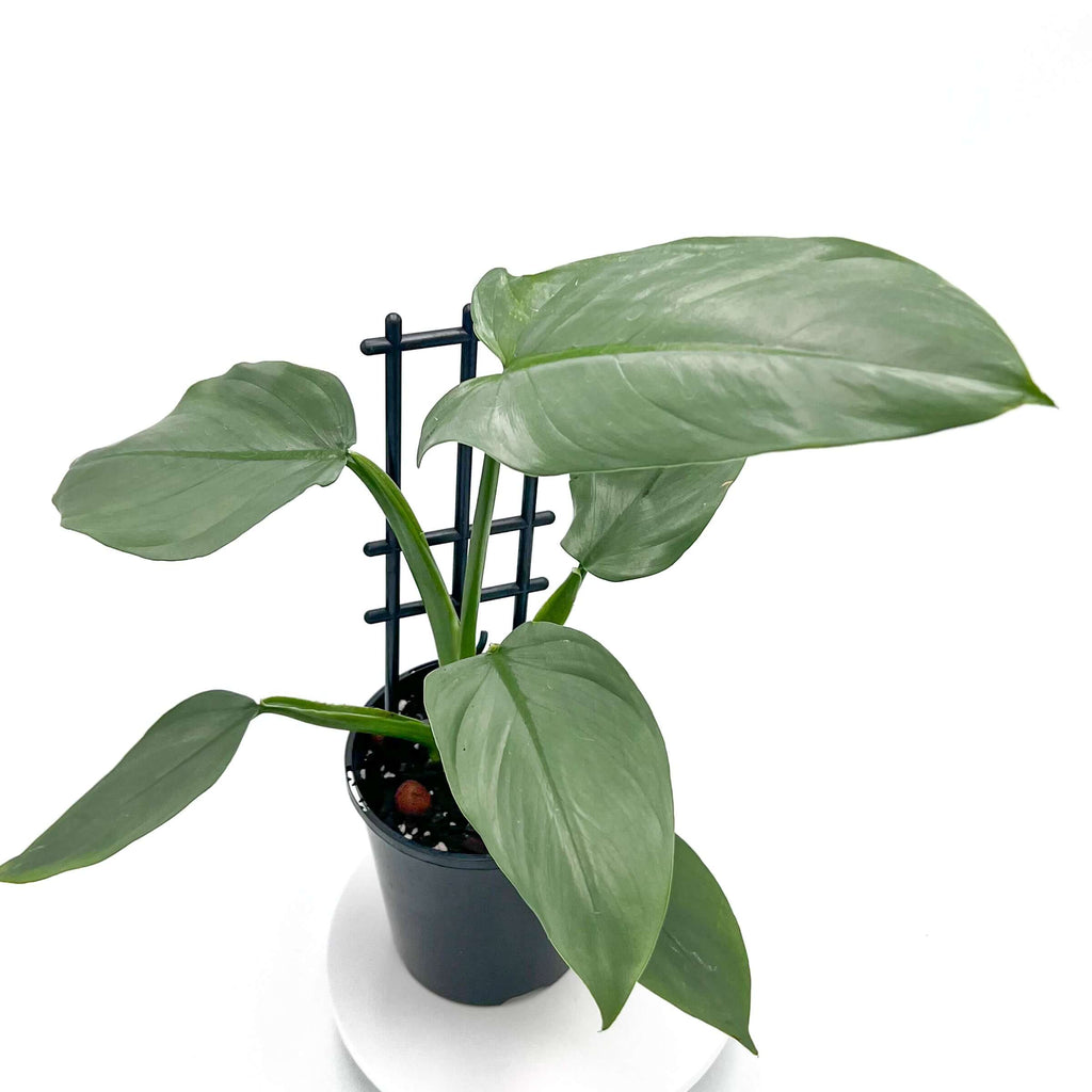 Philodendron Silver Sword | Indoor Plant | Chalet Boutique - Australia