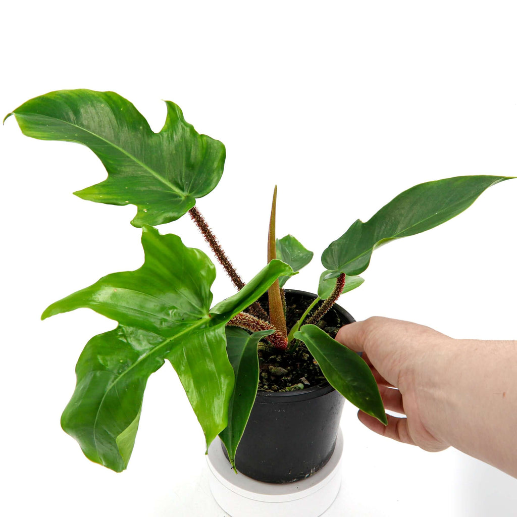 Philodendron Squamiferum | Indoor Plant | Chalet Boutique - Australia