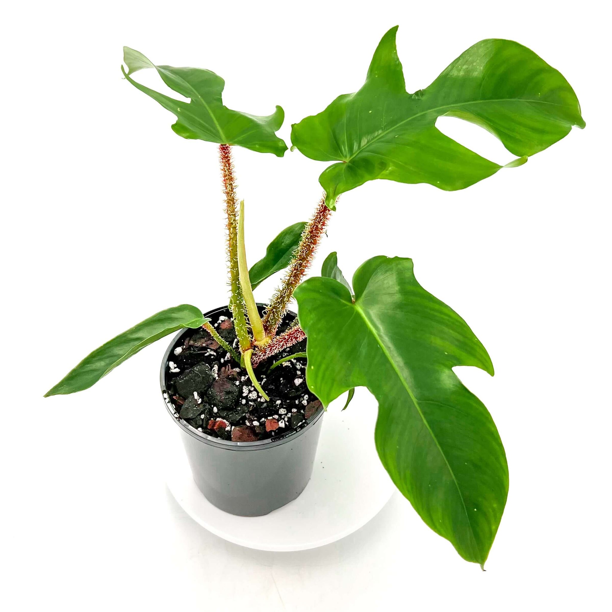 philodendron squamiferum light Buy Rare Philodendron Squamiferum Online