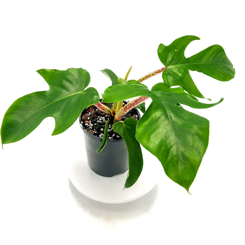 Philodendron Squamiferum | Indoor Plant | Chalet Boutique - Australia