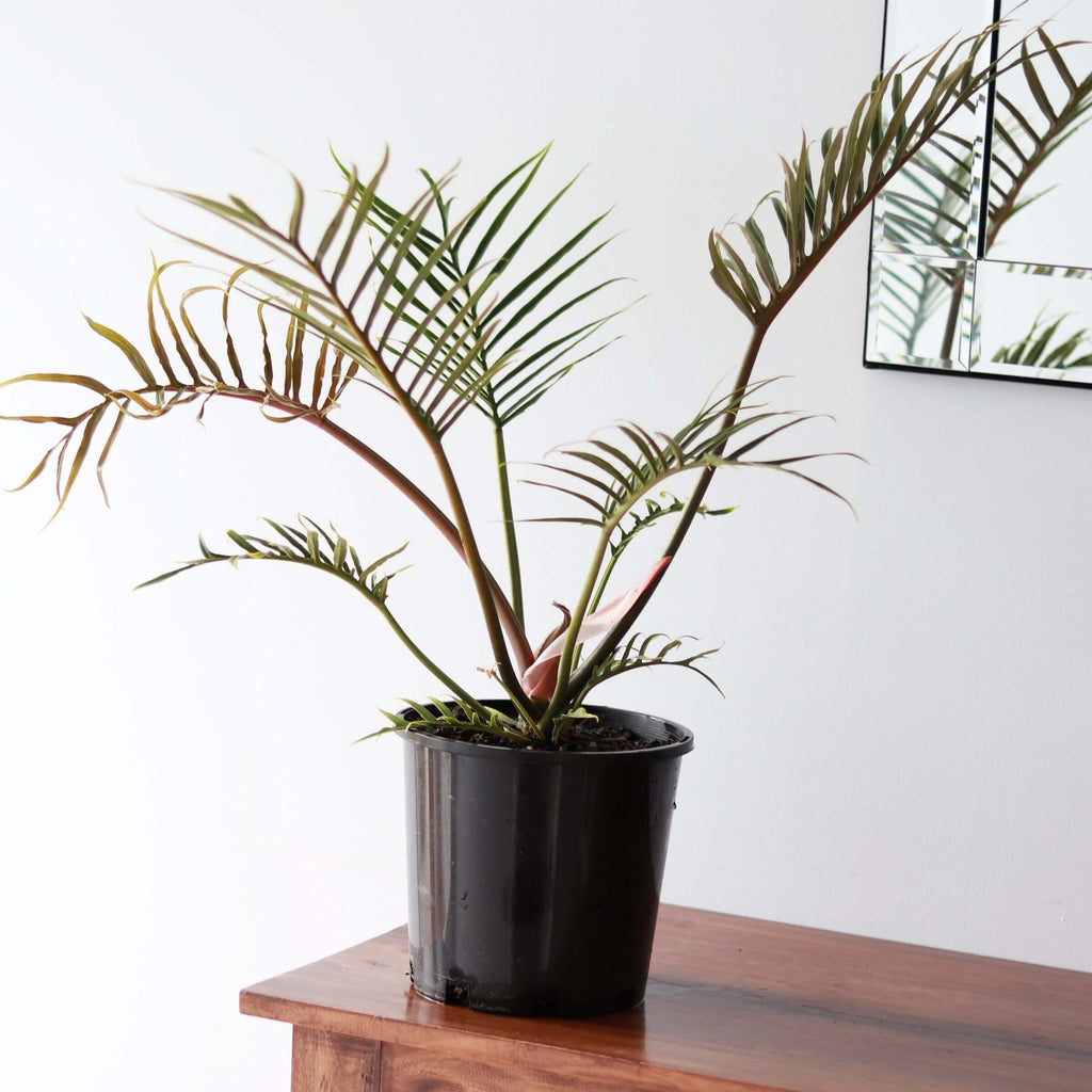 Philodendron Tortum | Indoor Plant | Chalet Boutique - Australia