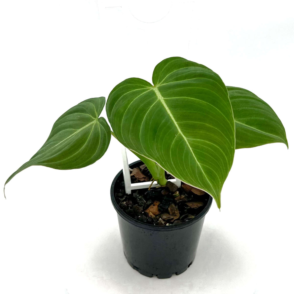 Philodendron Velvet NOID | Indoor Plant | Chalet Boutique - Australia