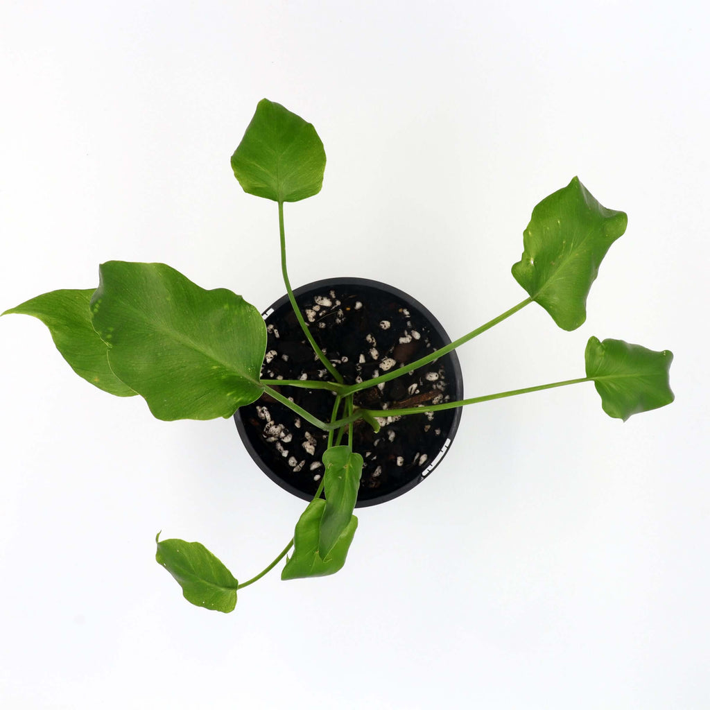 Philodendron Xanadu | Indoor Plant | Chalet Boutique - Australia