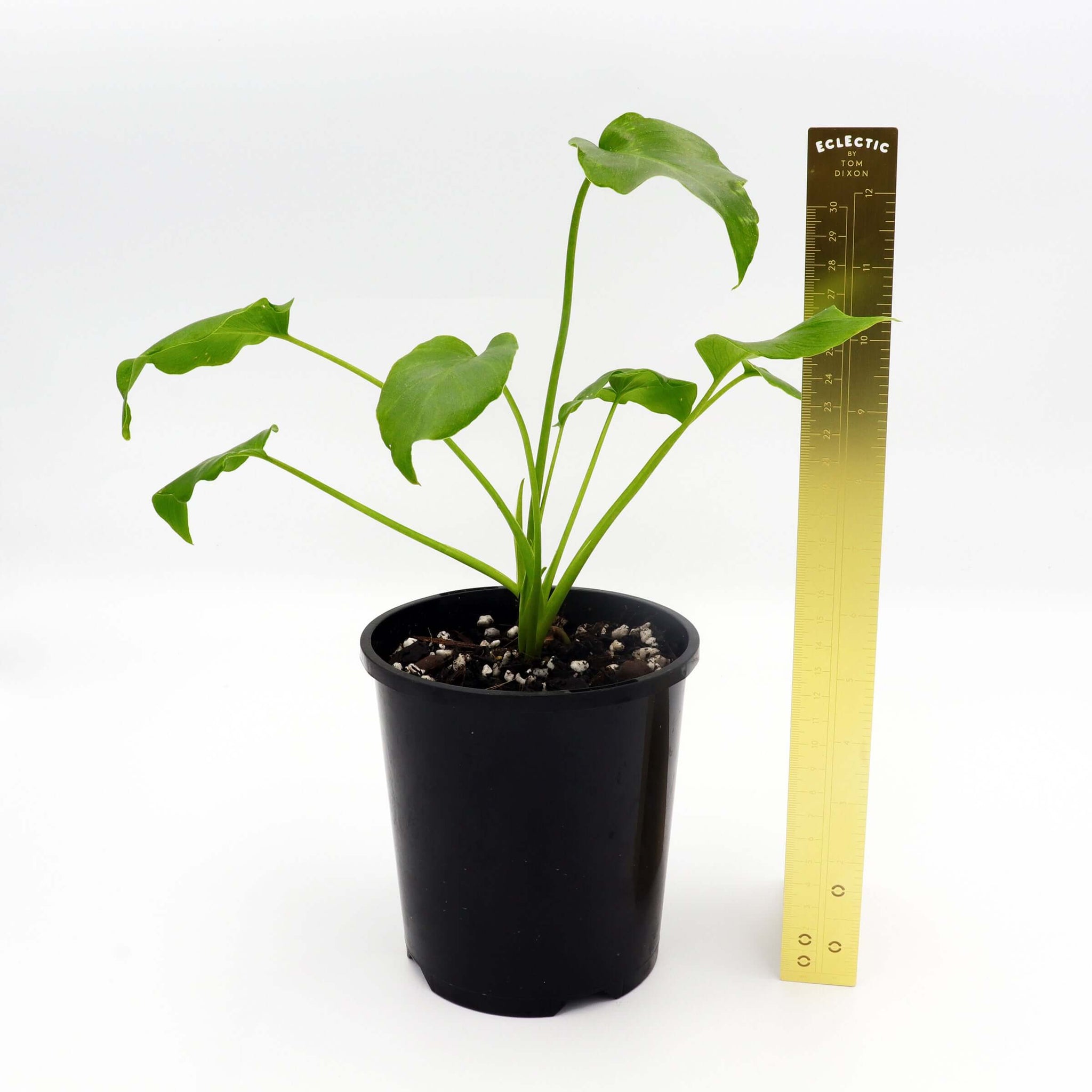 philodendron xanadu toxic Philodendron Xanadu